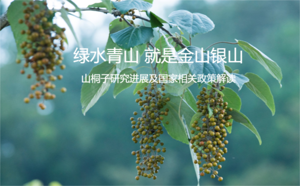 《山桐子研究进展》.png